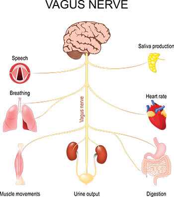 vagus-nerve (1)